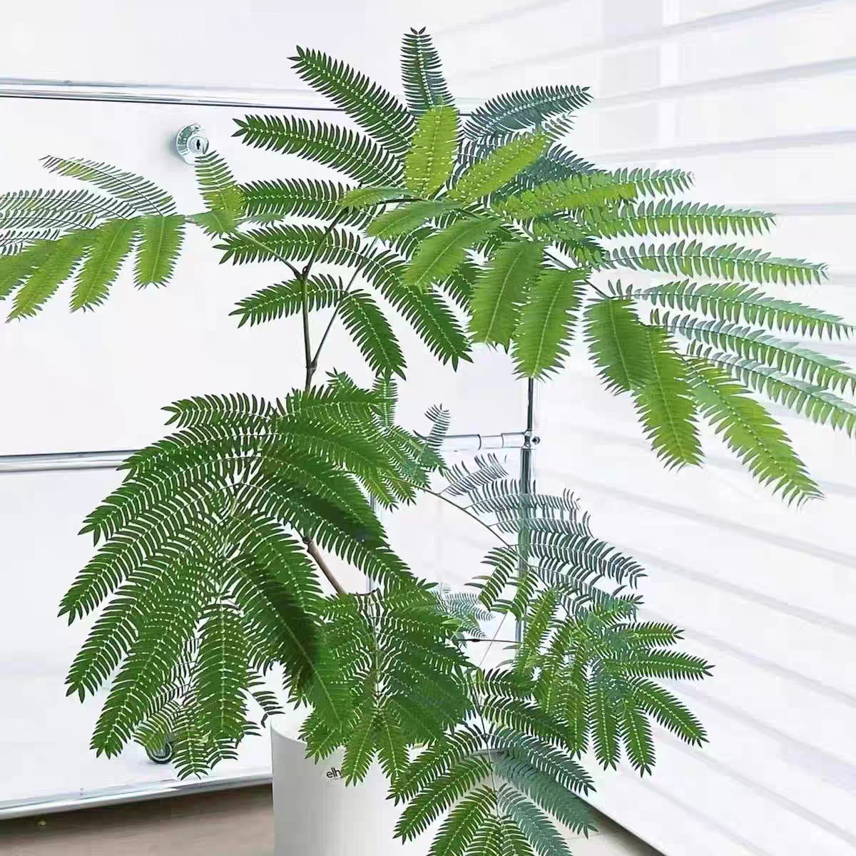 密叶猴耳环室内耐阴网红盆栽好养
