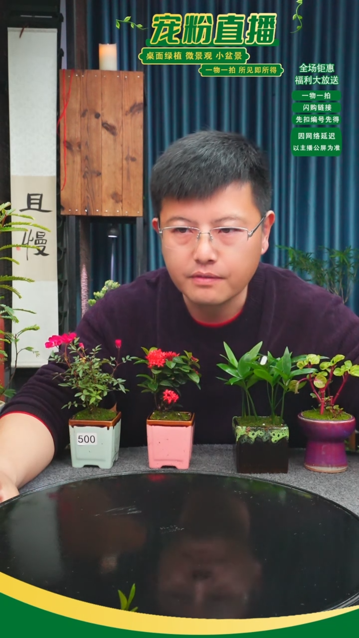 无花朵九****宿苔藓微景观500号