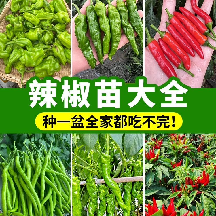 金蔬油绿高产辣椒秧螺丝椒小米椒大青椒线椒苗微辣嫩青椒农家