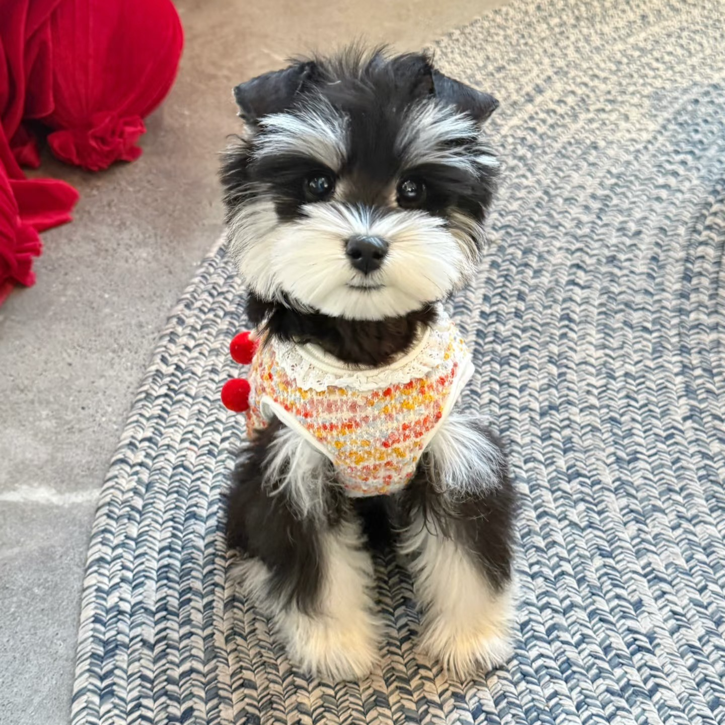 中宠宠物雪纳瑞专拍链接