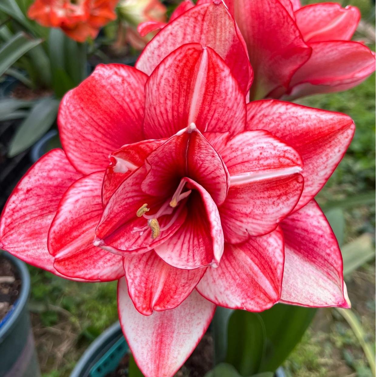 【伊迪斯】★澳洲重瓣朱顶红种球室内外盆栽花卉