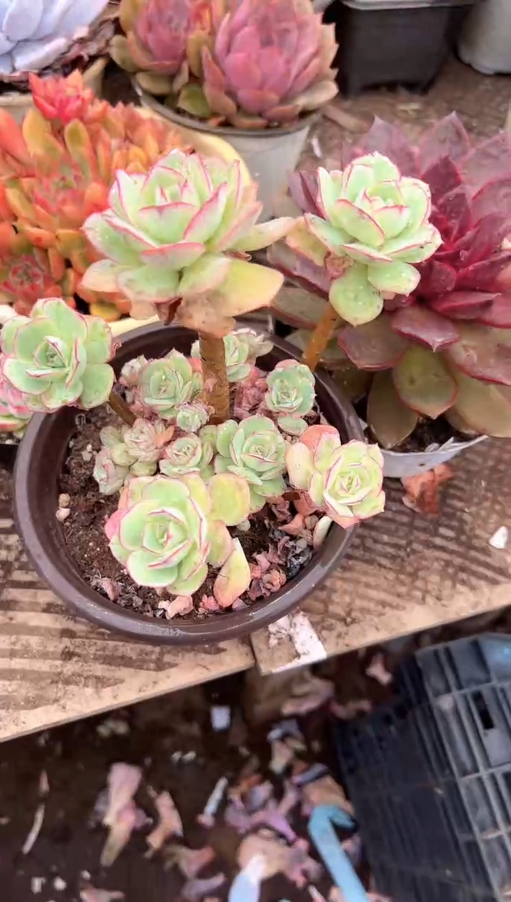 锦**7多肉植物一物一拍21267