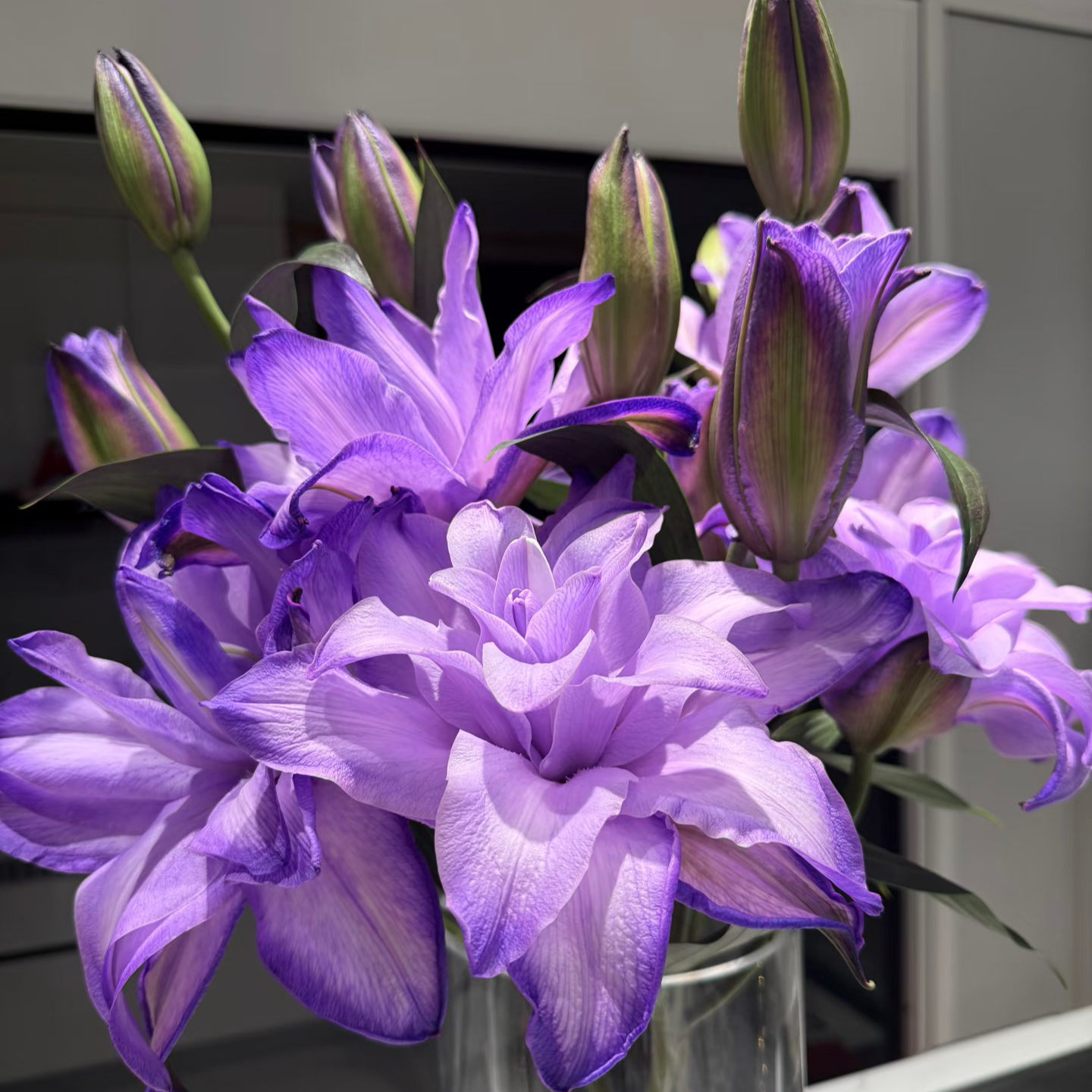 【紫霞 仙子】多头重瓣百合紫色 栀子柠檬清香 小清新