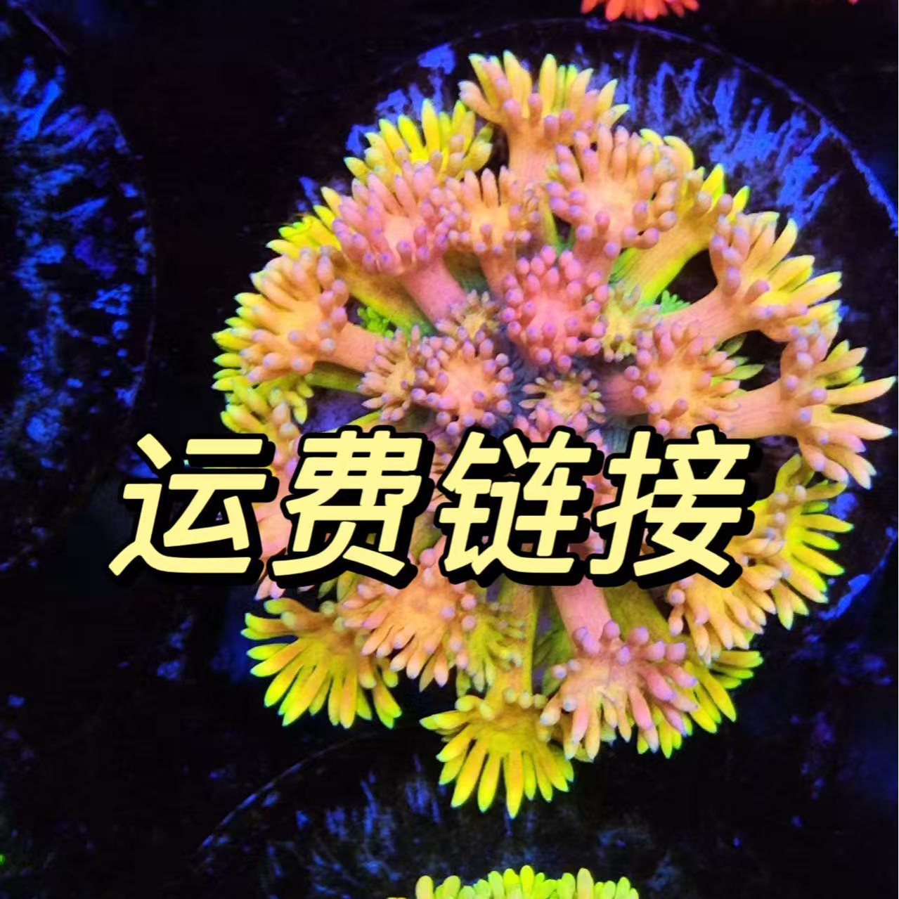 直播间珊瑚包装费预收多退少补 发一次收一次