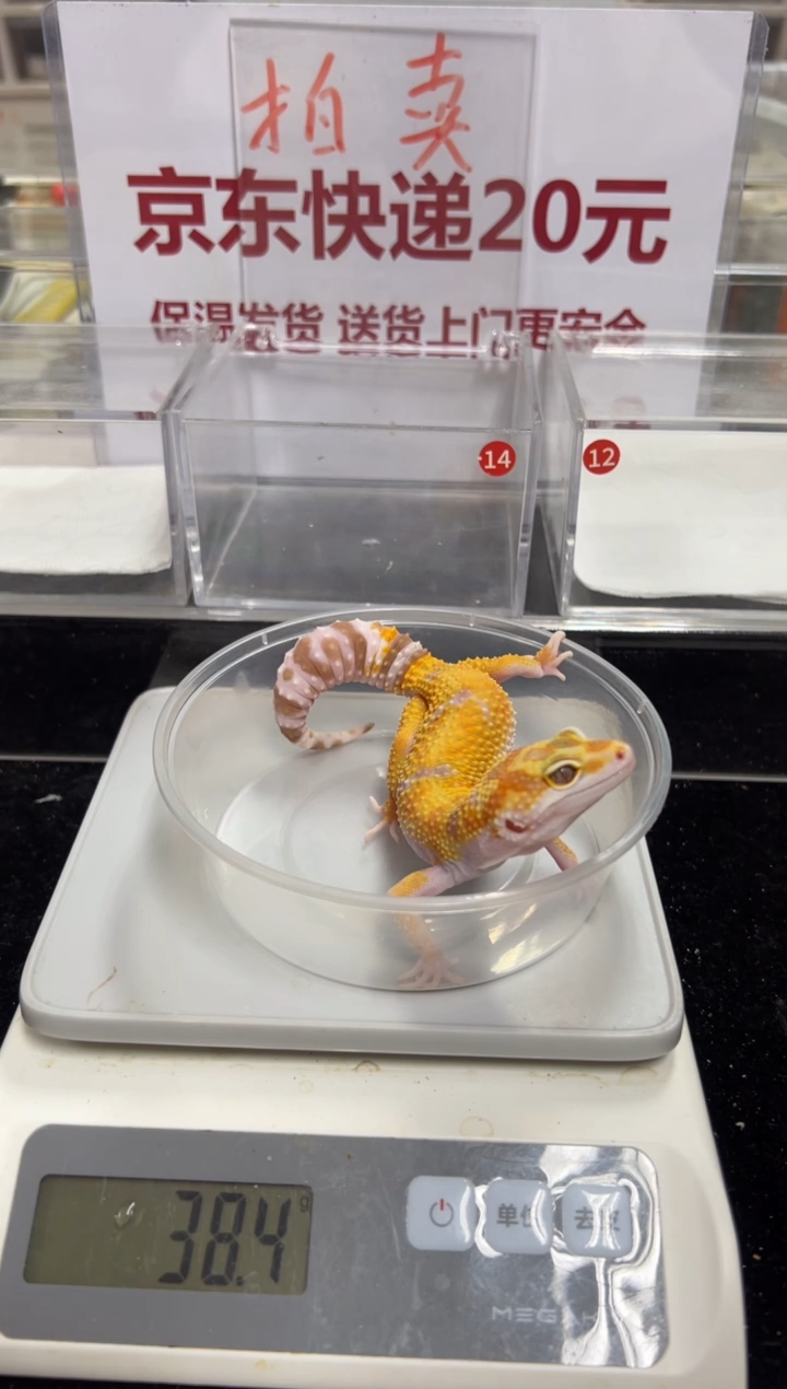 豹纹守宫0000000000