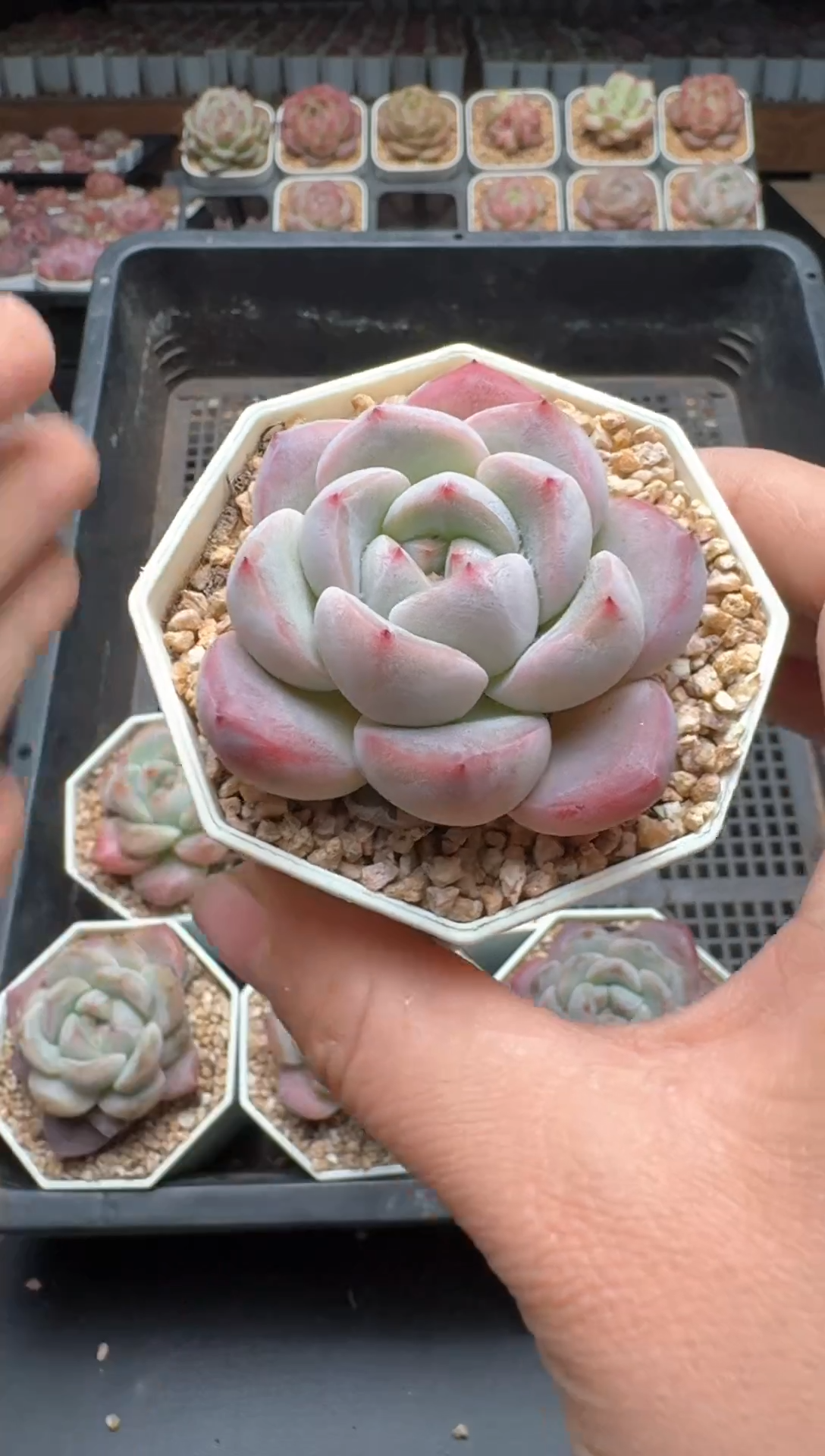 【闪购商品】270A号一物一拍多肉花卉植物拍3颗起发