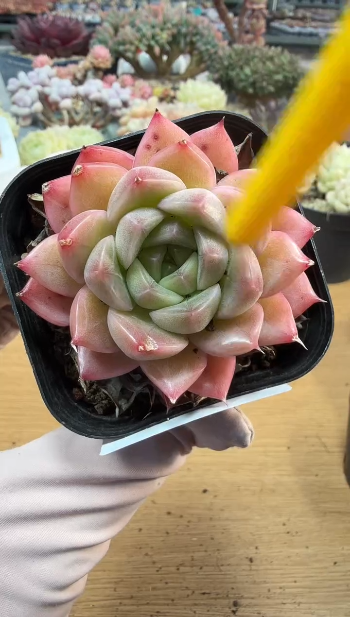 东云多肉园二店-329