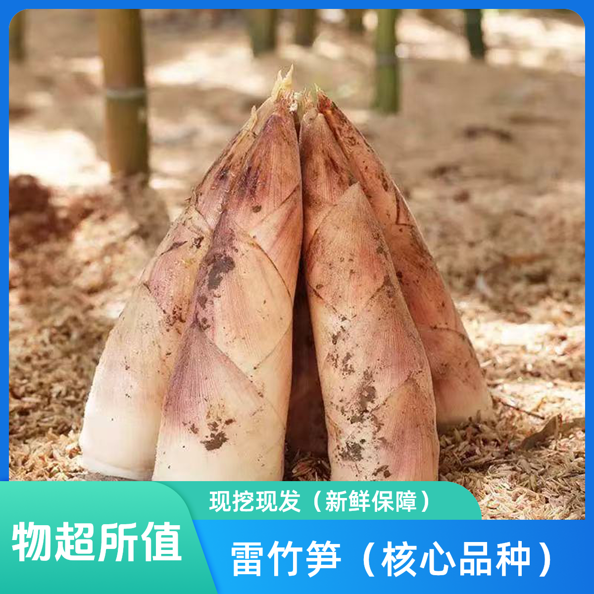 顺丰包邮（江西弋阳雷竹之乡）雷竹笋新鲜现挖现发