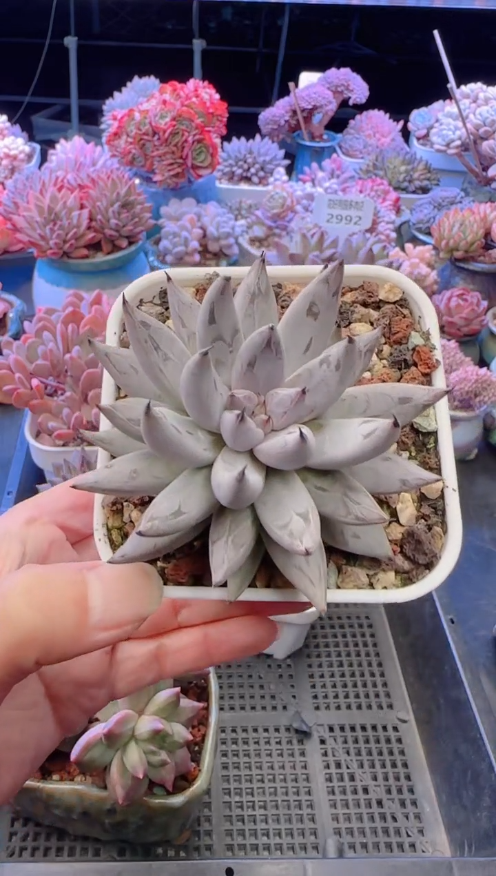 【闪购商品】3009.