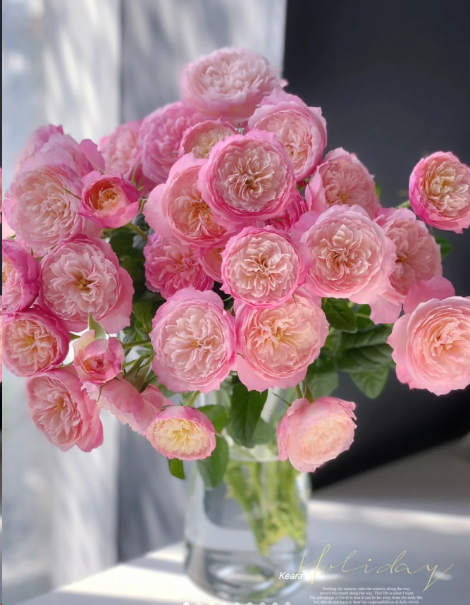 【玫瑰】康斯坦茨 任意拍下三单包顺空鲜切花10支装%20不售后