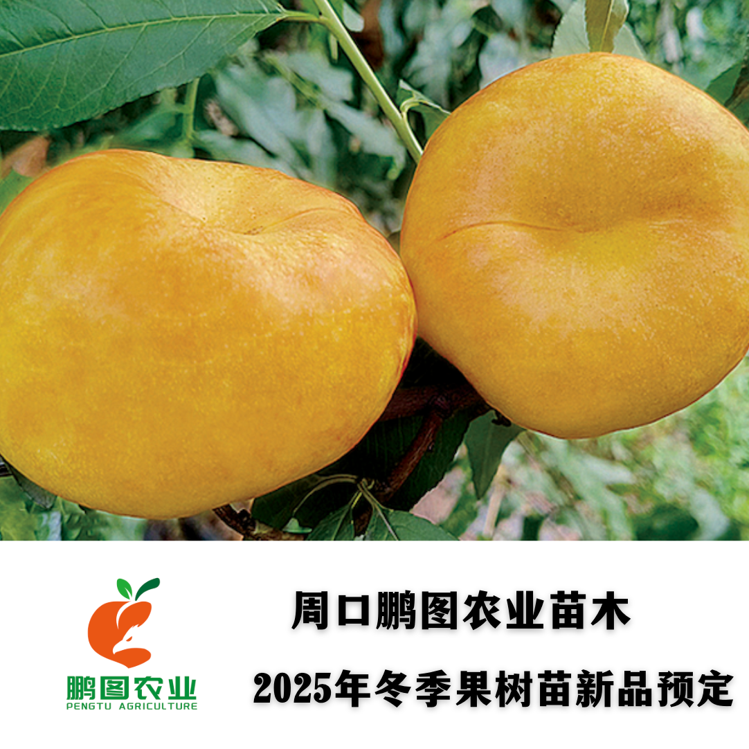 中油蟠21 7月底8月初抗裂果极丰产酥脆香甜硬溶质