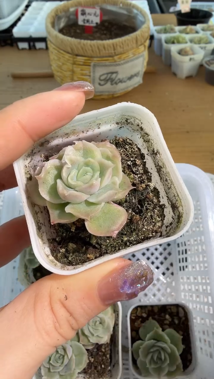 虾饺五方一盆 单双混 量拍混发