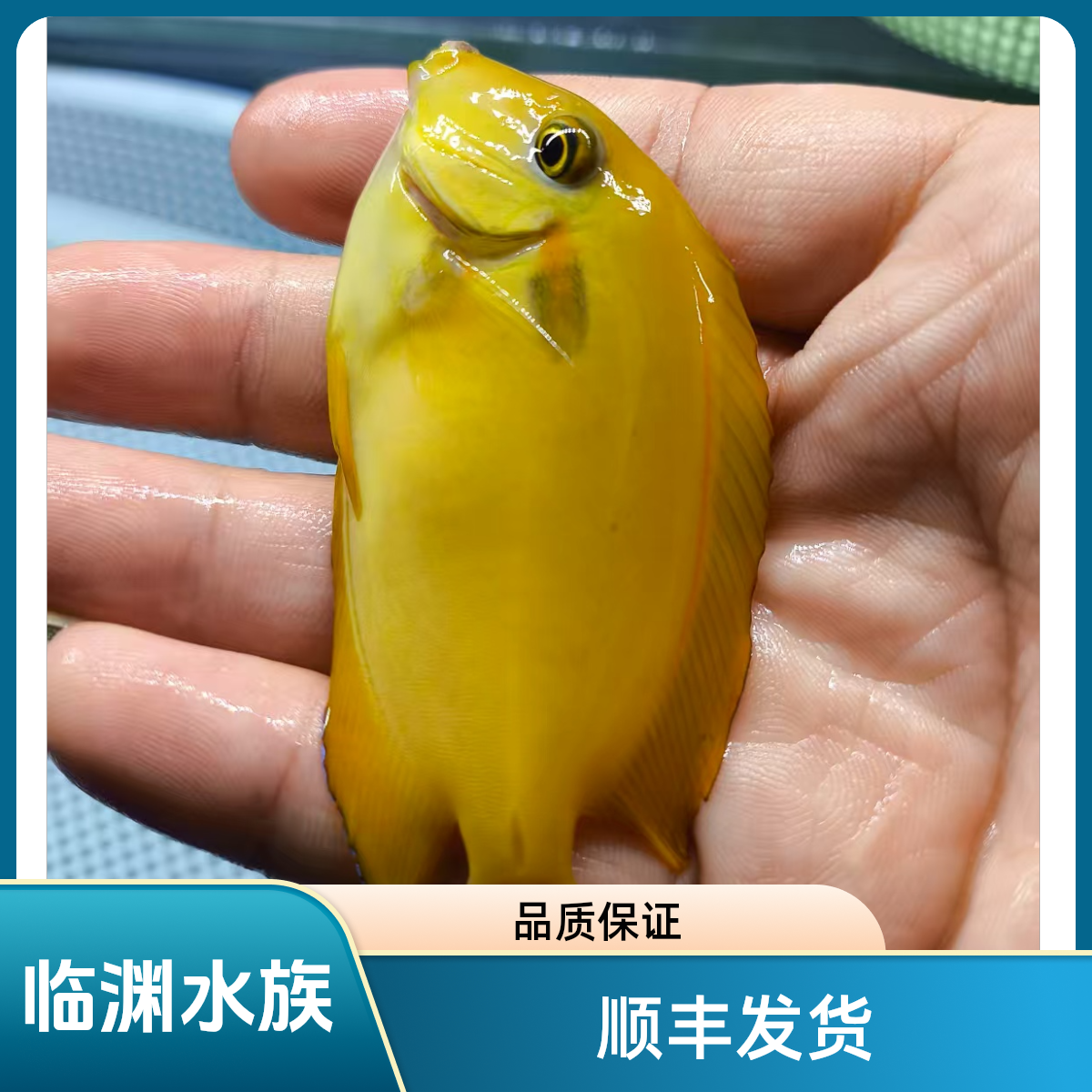 黄一字  黄一字吊  一字吊  海水鱼  开箱报损