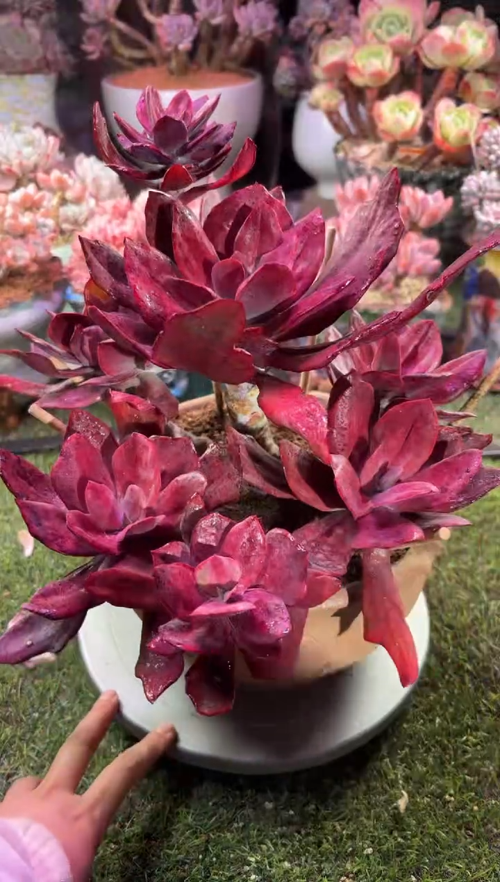 【闪购商品】00318