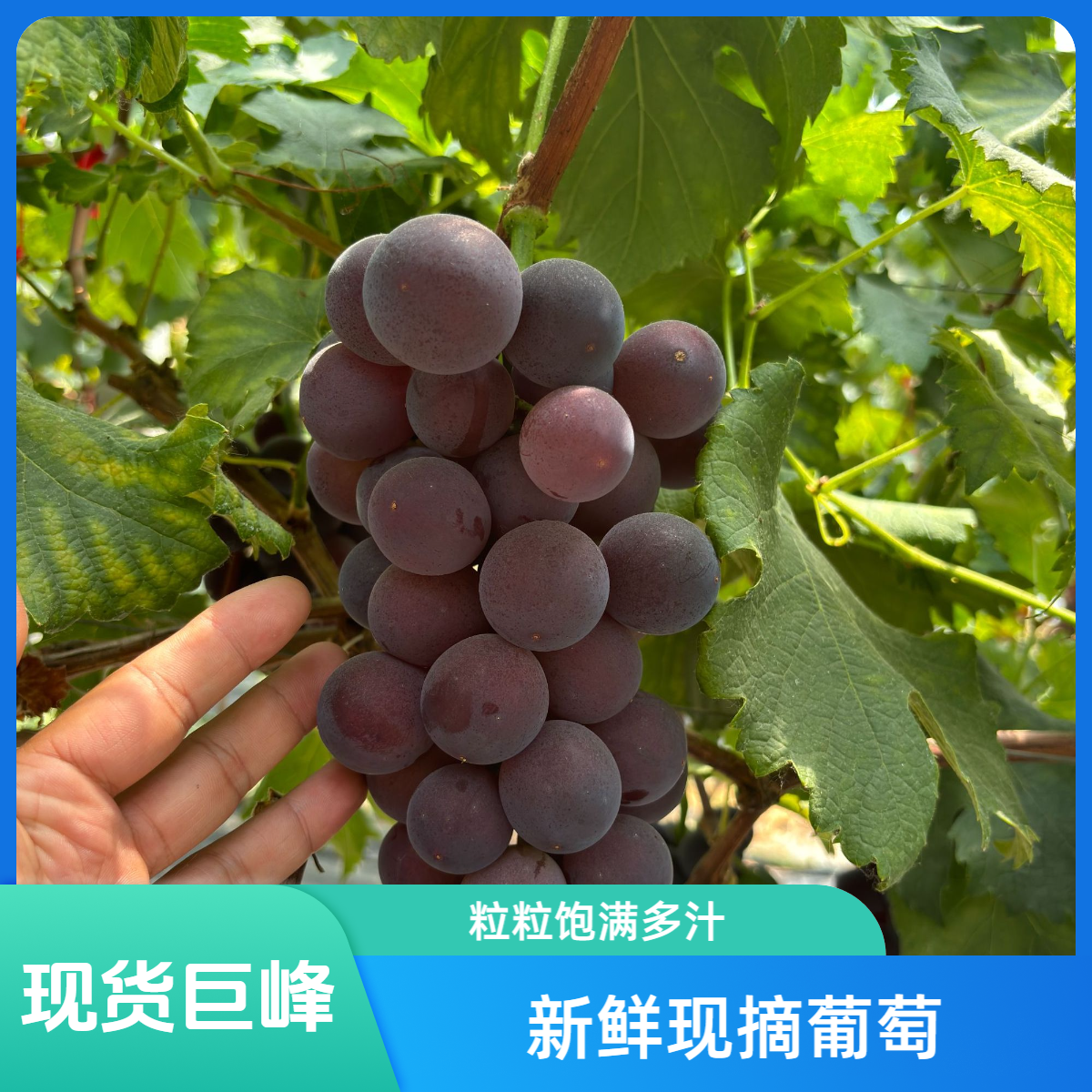 巨峰葡萄【山东大泽山】当季新鲜果园直发次日送达3斤整箱顺丰包邮山东省