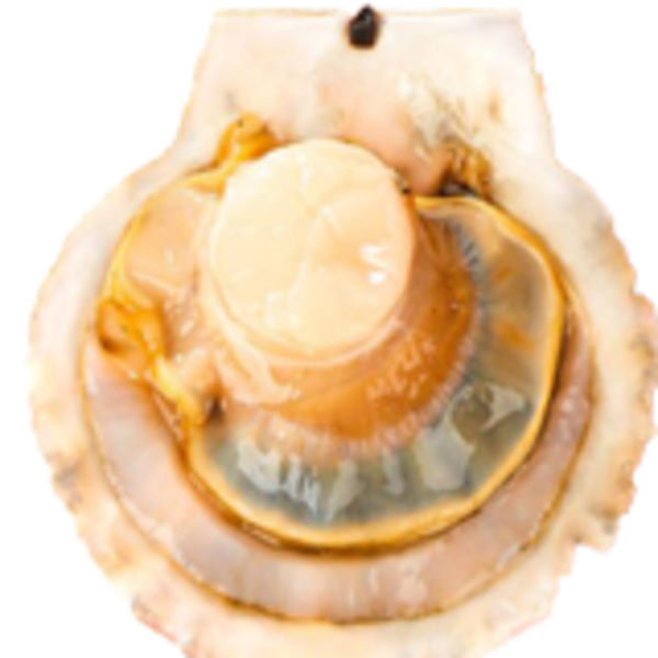 鲜活扇贝 1个（60-80g）