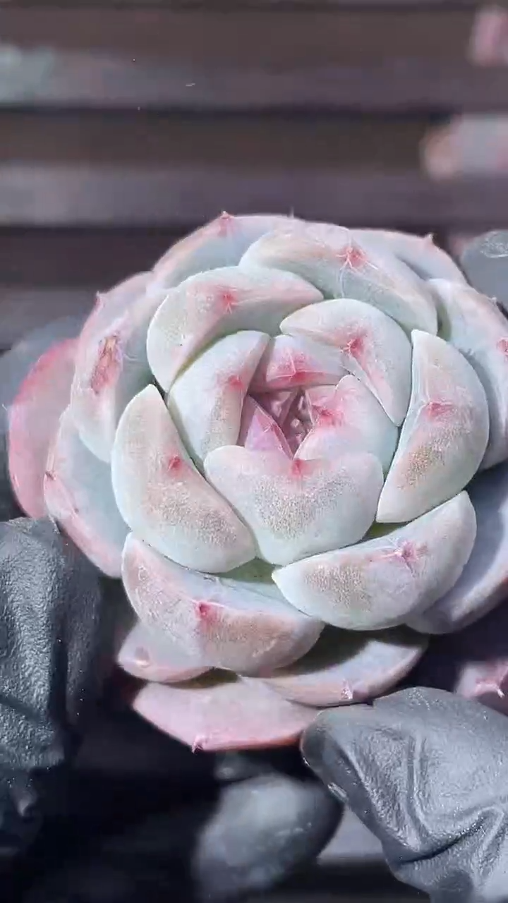 37-84 木兰辞4-5厘米量拍发一颗