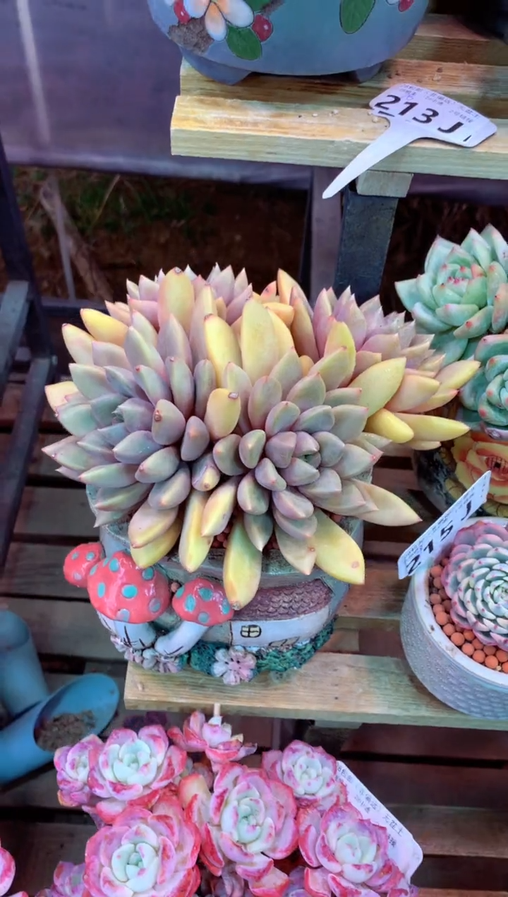 213J（一物一拍，精品多肉，w所见即所得 ）