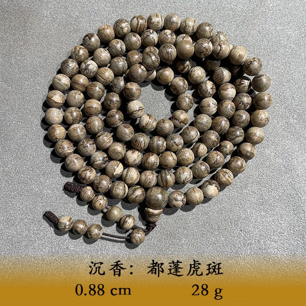 LSRL天然野都蓬虎斑C309