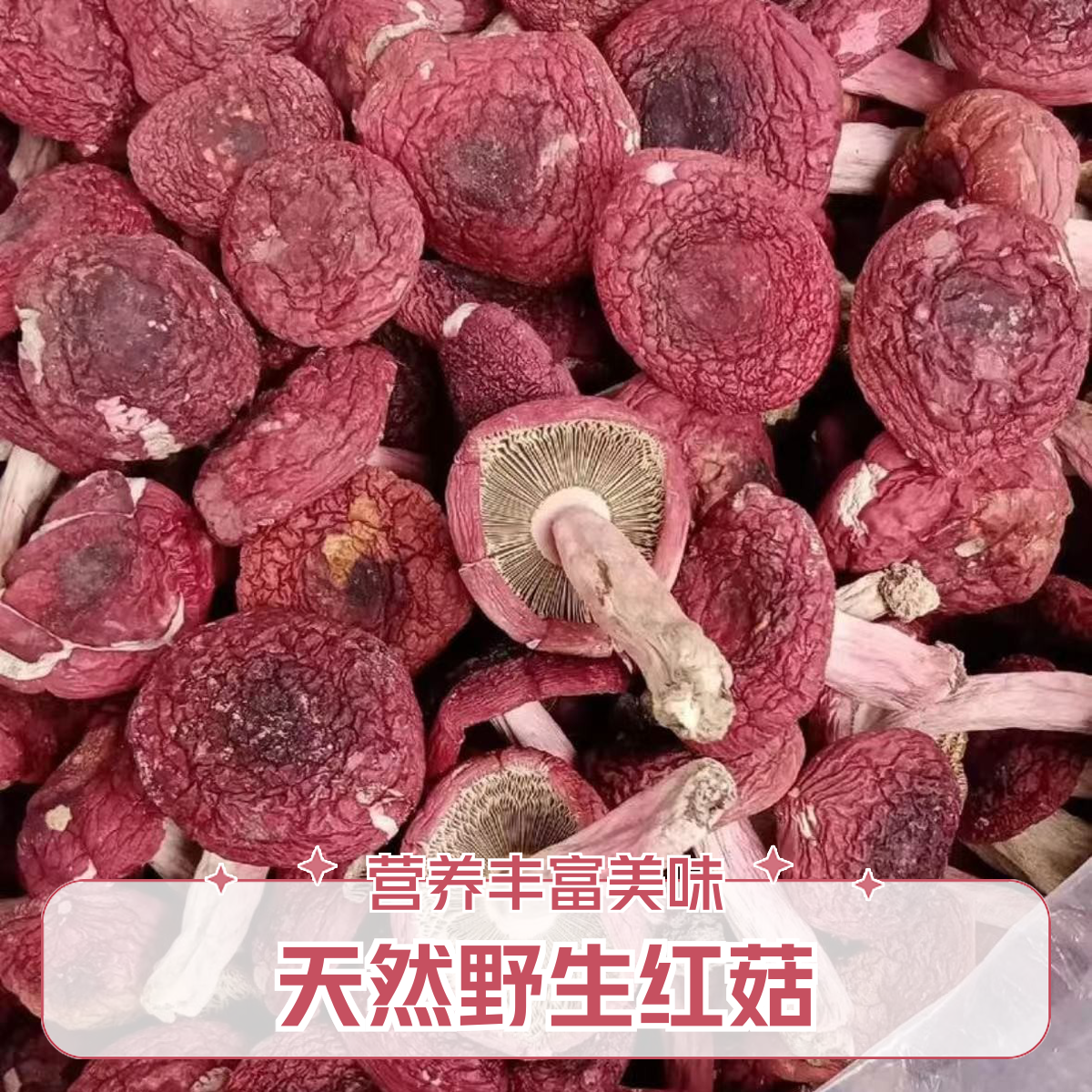伏牛山野生头茬红菇美味煲汤口感鲜甜