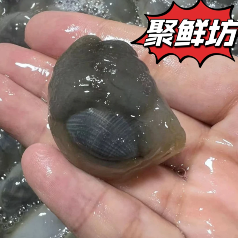 鲜活原浆泥螺海鲜顺丰发货到货包活