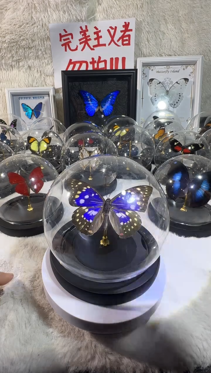 木大紫蛱蝶水晶球 