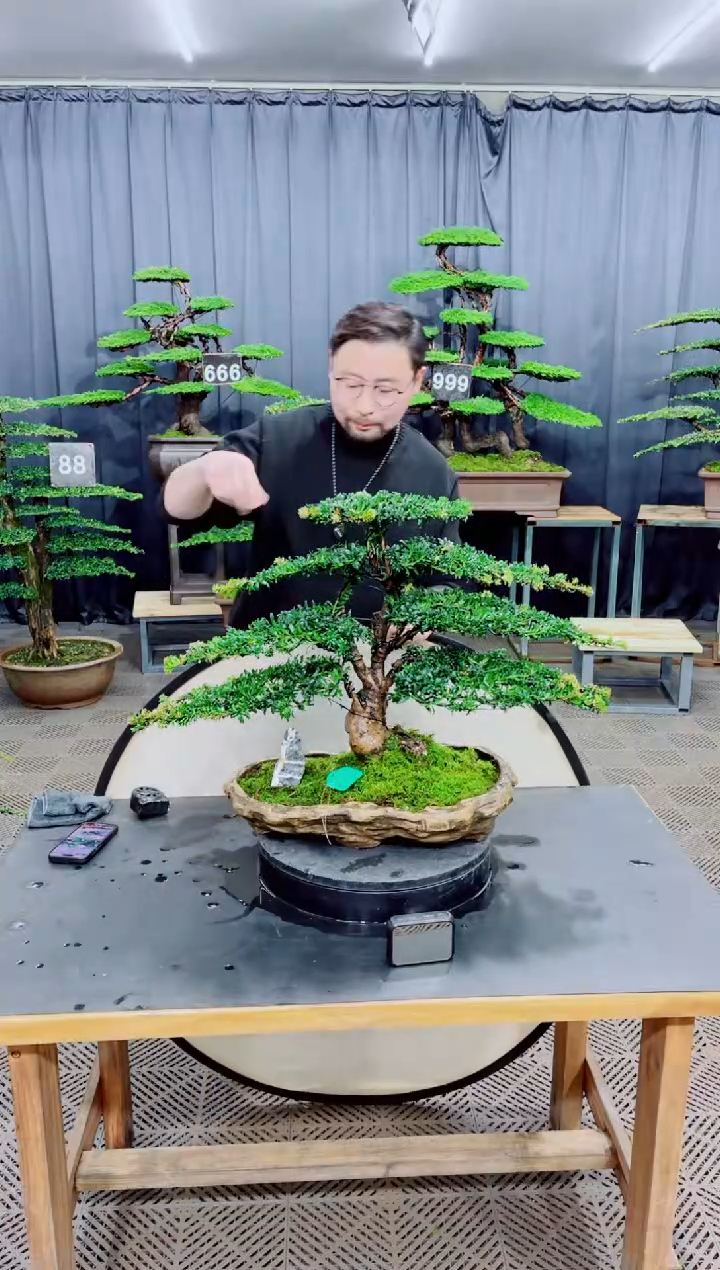 无花朵迎客松111松树盆景