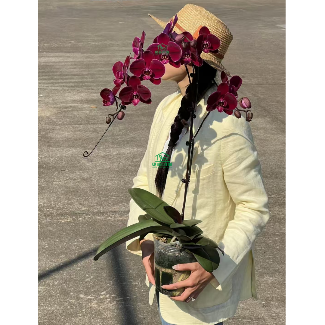 毛毛精选名贵蝴蝶兰星月拉丁舞群新年年宵花带花室内卧室好养耐开