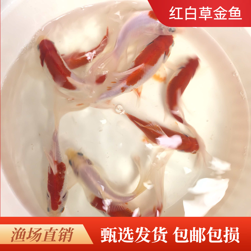 红白草金鱼观赏鱼活体鱼淡水鱼冷水鱼年年有余好养耐活自来水可养