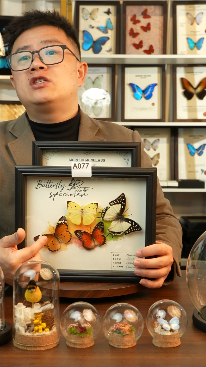 四色蝴蝶组合（10寸欧式黑框）A077