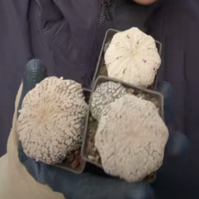 大乔园艺【 1颗  精品兜   实生根 】带盆土随机发货