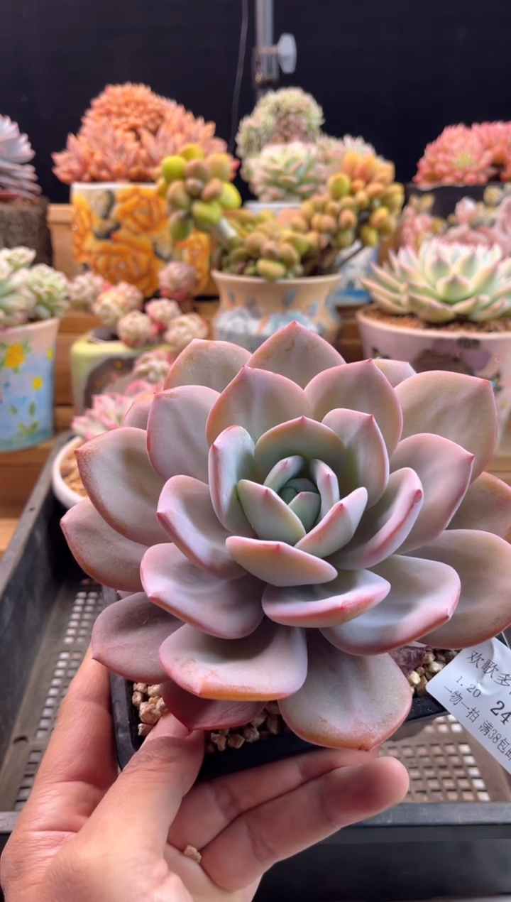 【闪购商品】1.20-24奶茶