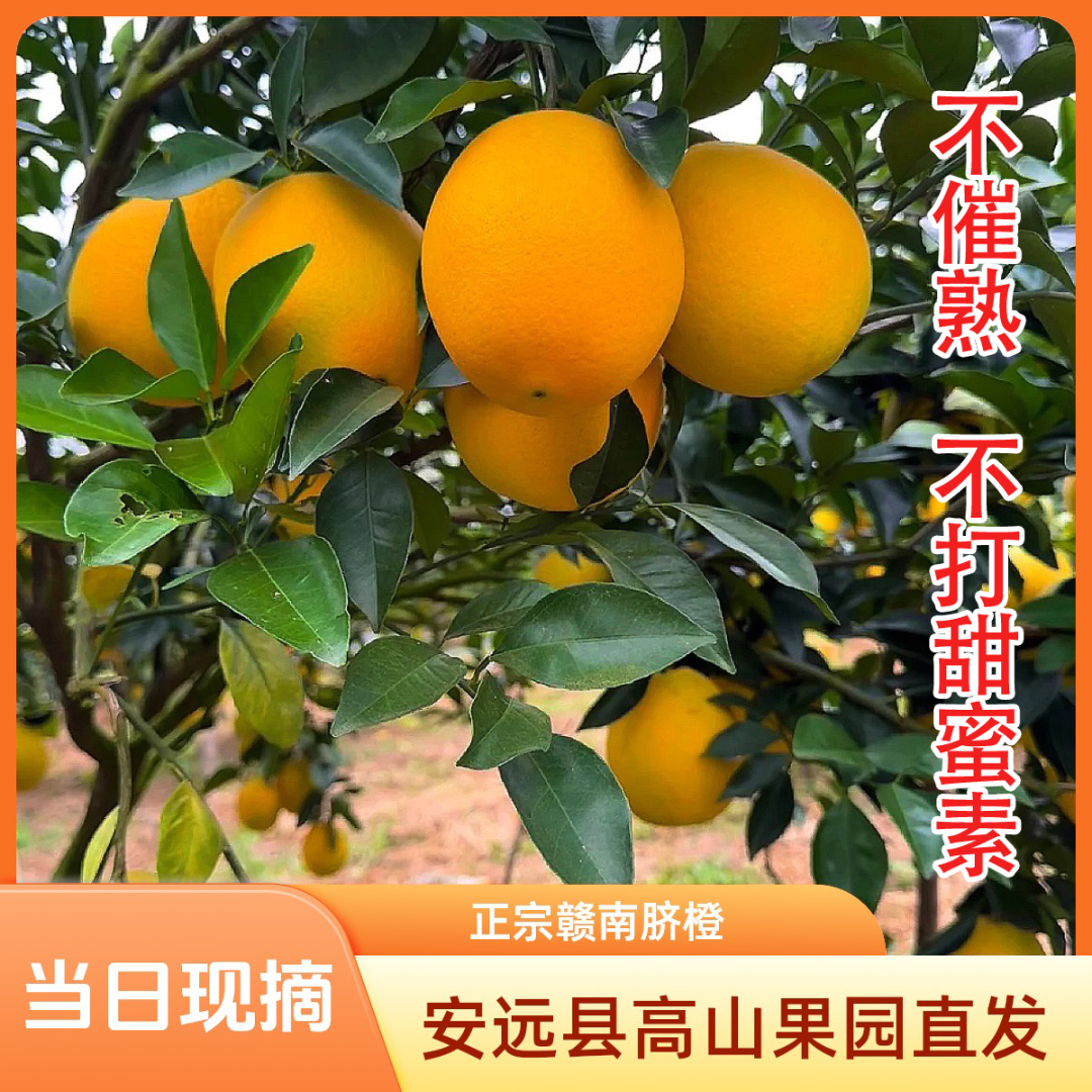 【当日采摘】江西赣南脐橙安远县原产地直发新鲜多汁橙子坏果包赔XX