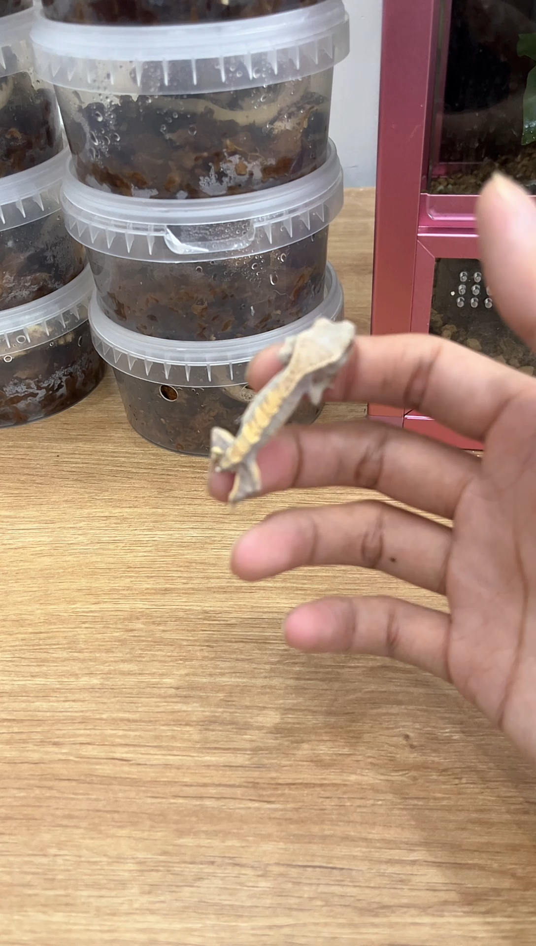 睫角守宫断尾睫角