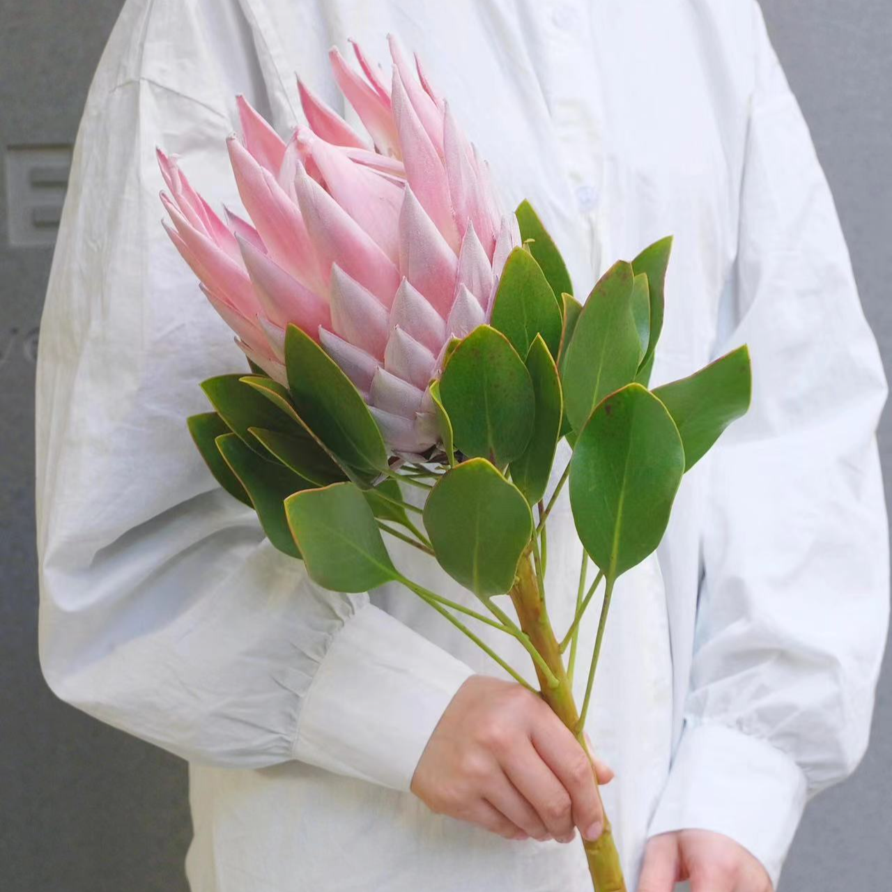  进口小众【粉帝王】 可做干花 昆明基地直发 顺丰包邮