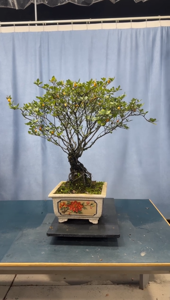 【闪购商品】盆景栀子花