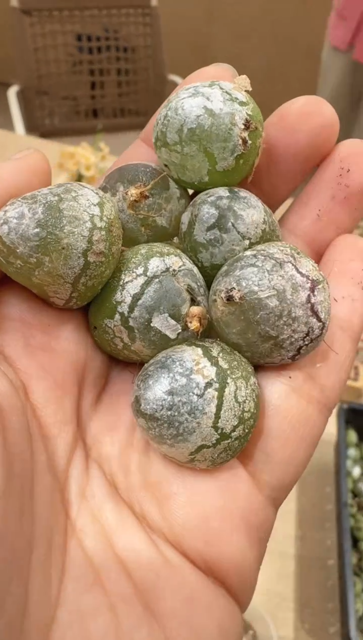 12-2多肉植物肉锥灯泡一颗