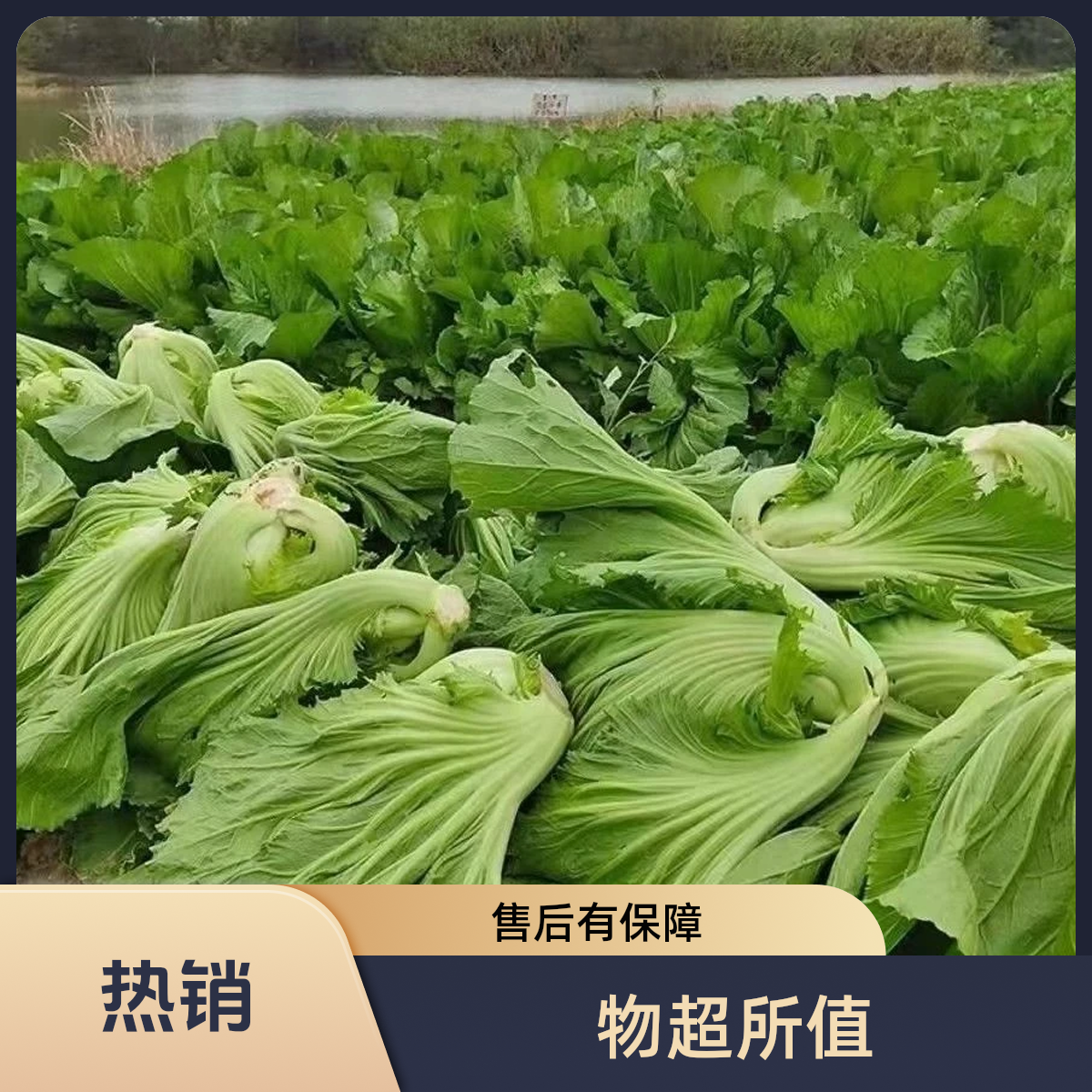 新鲜包心芥菜青菜贵州苦菜大叶农家新鲜蔬菜露天种植可腌制酸菜