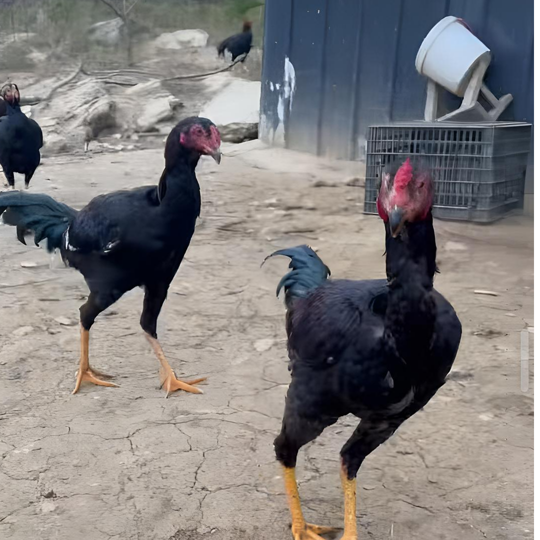 农村散养宠物斗鸡2-3斤毛色光亮好喂养体活包邮