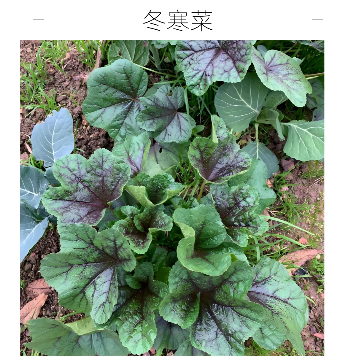 全场满5包包邮糯米冬寒菜种子四季种植阳台菜园盆栽均可种植
