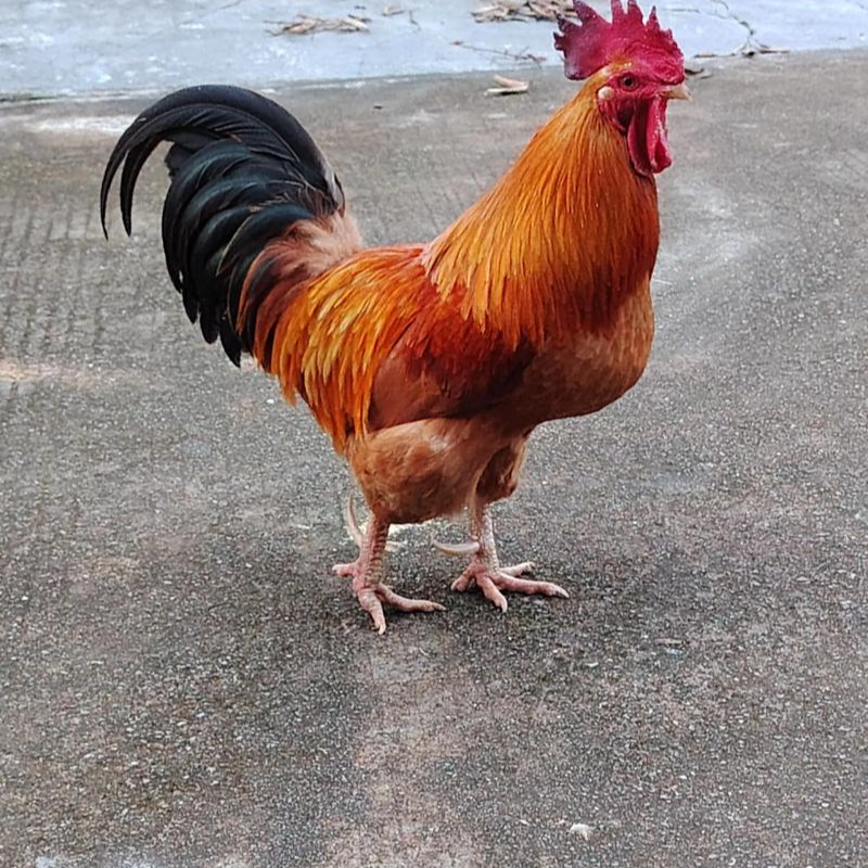 只发新疆散养大公鸡块2公斤/包 包冰率不含冰