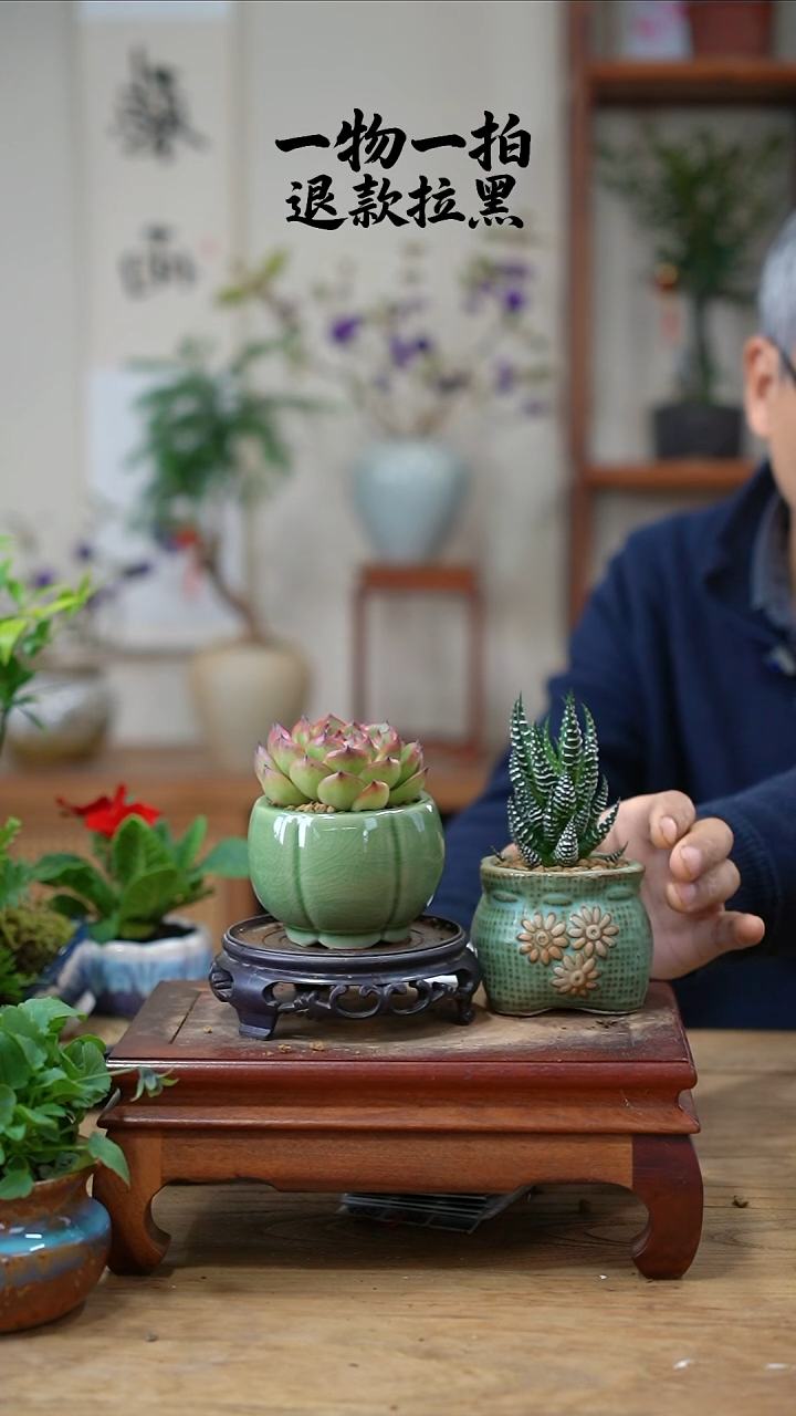 完全开放?***?多肉2盆088