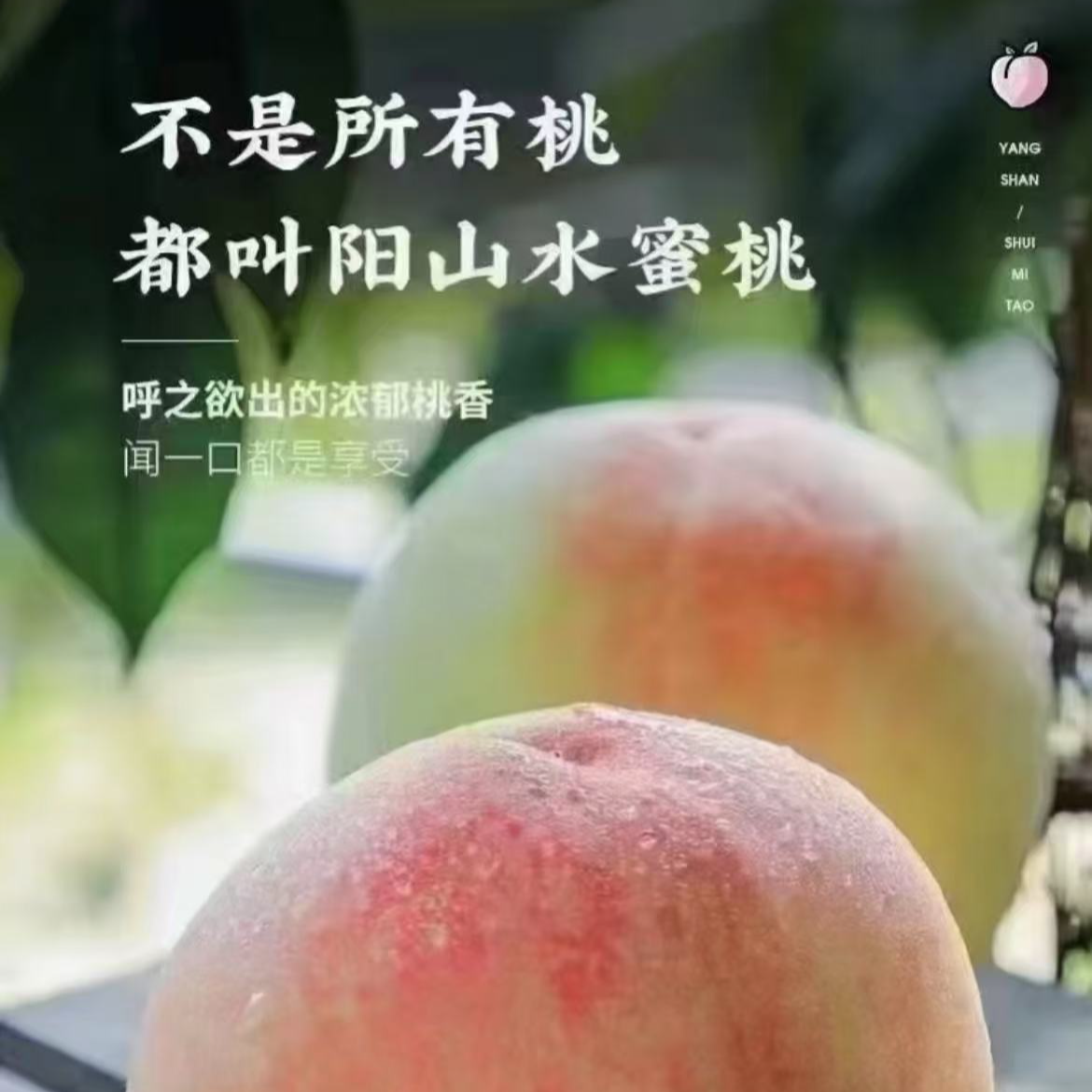 AB正宗阳山水蜜桃当季新鲜水果脆软甜多汁6-5两到手8只江苏省