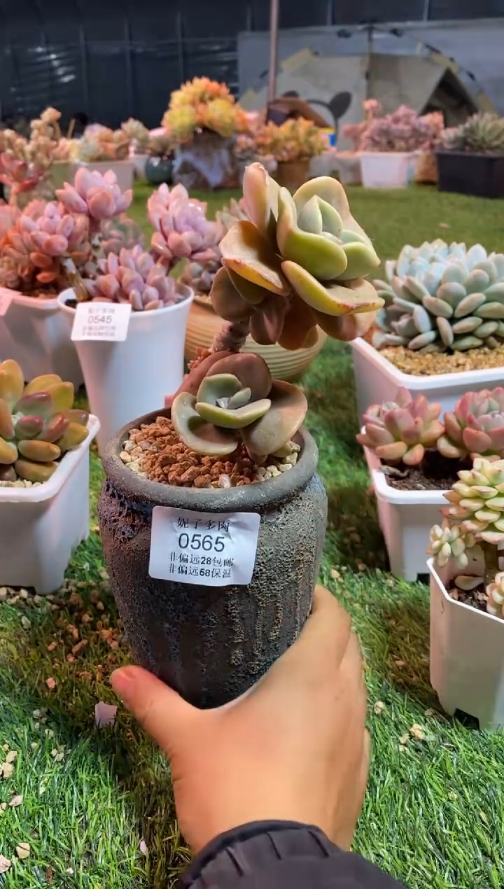 【闪购商品】0565a