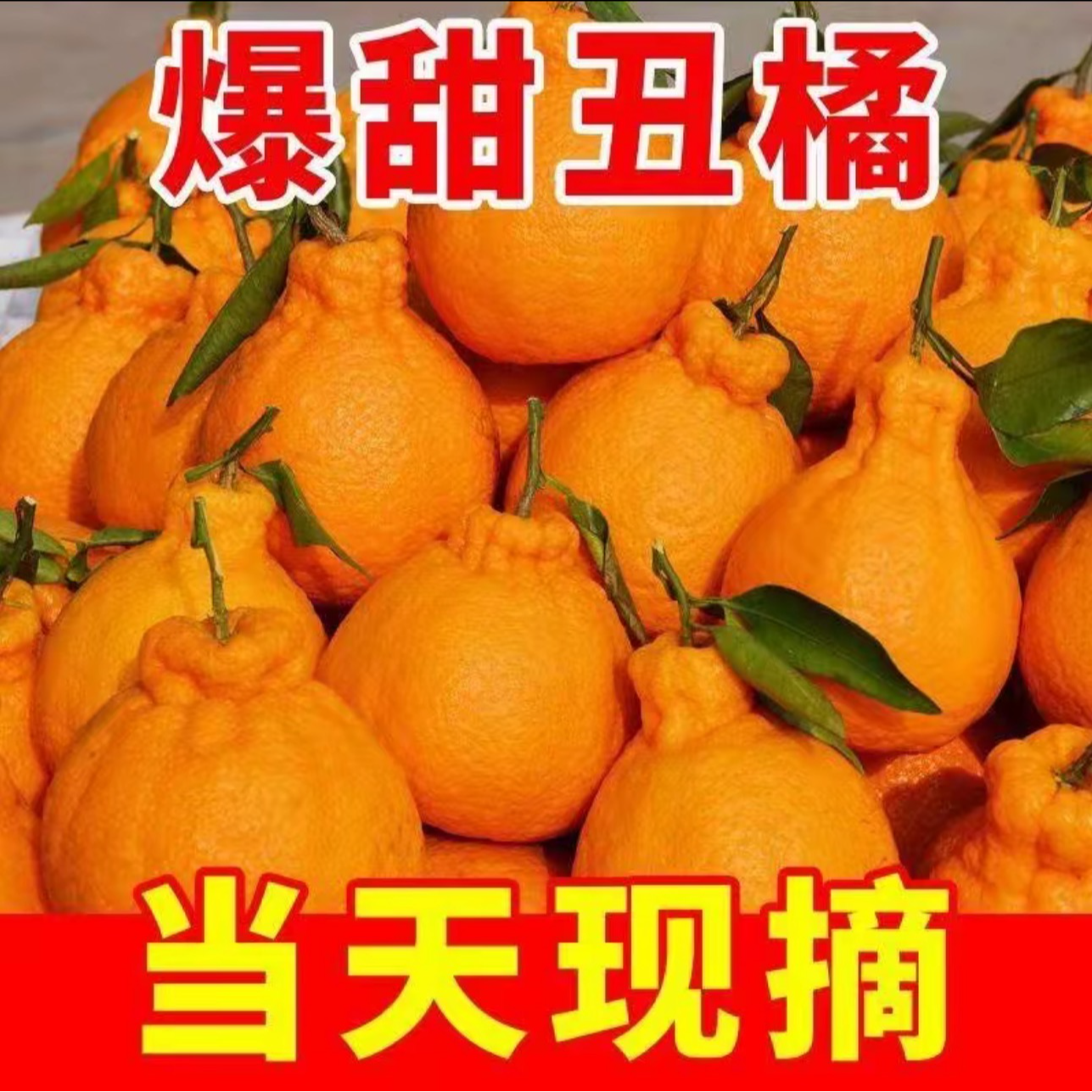 【2025现货正宗丑橘】丑八怪当季水果新鲜柑橘子耙耙柑不知火丑橘A3