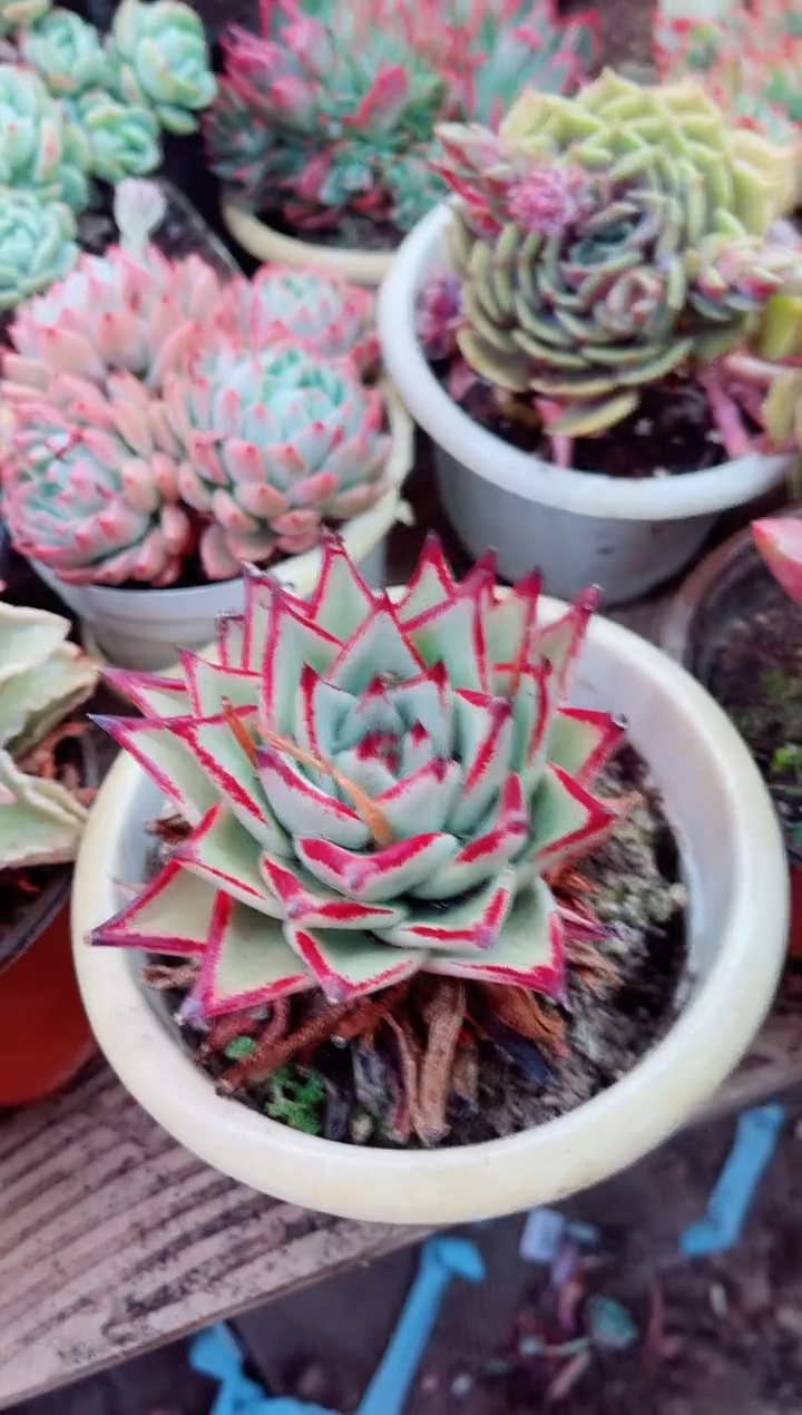 14027多肉植物一物一拍