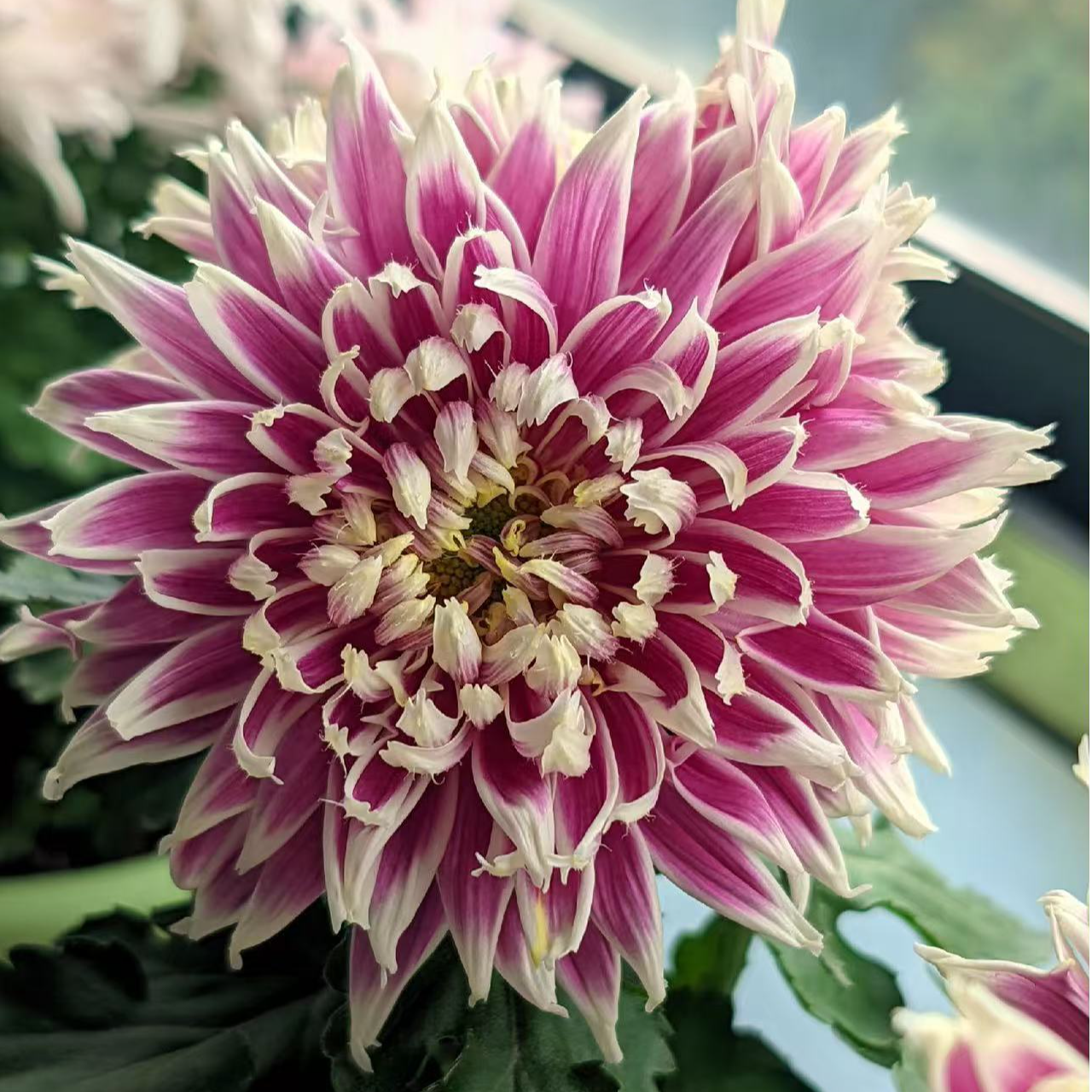 【天门锦莲】带花苞多年生室内外阳台绿植盆栽