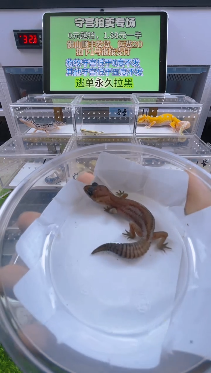 豹纹守宫守宫可爱温顺迷人好看