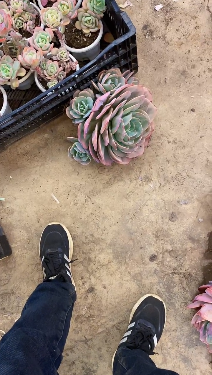 轩**涵          B47号血凤（纸巾裹）￥35