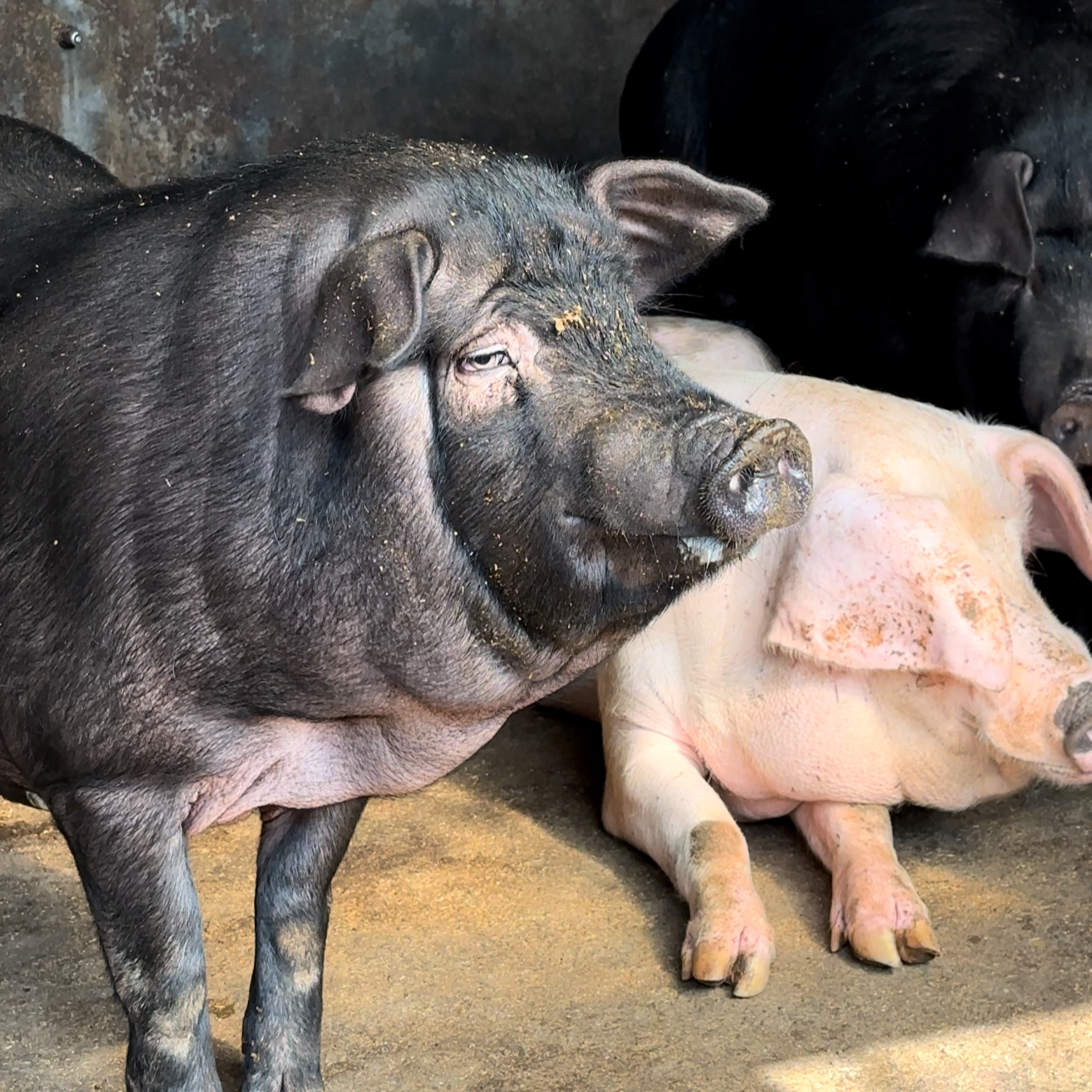 湖南浏阳土猪肉顺丰包邮吃红薯米糠长大的乡里土猪